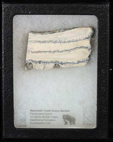Mammoth Molar Slice With Case - South Carolina #58320